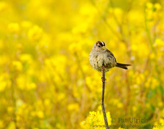 Sparrow on a Stick (Horizontal)