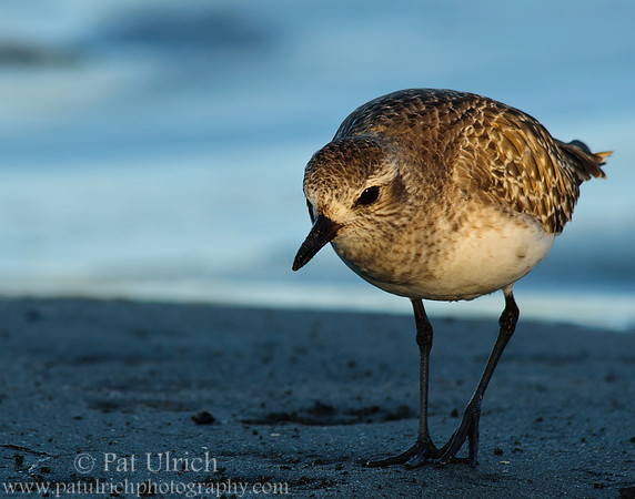 Plover in the spotlight