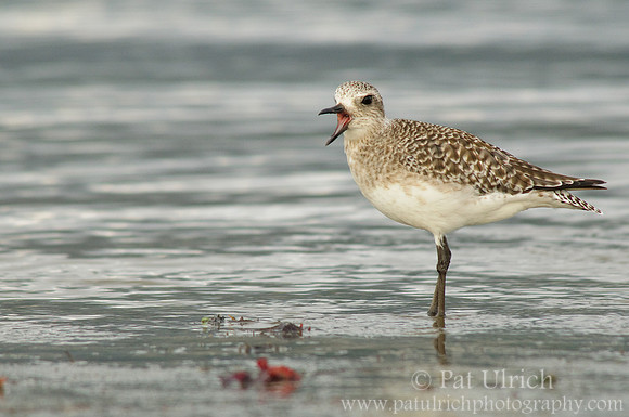 Calling plover