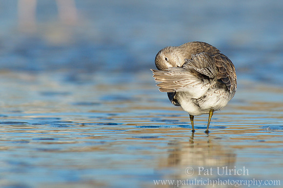 Red knot