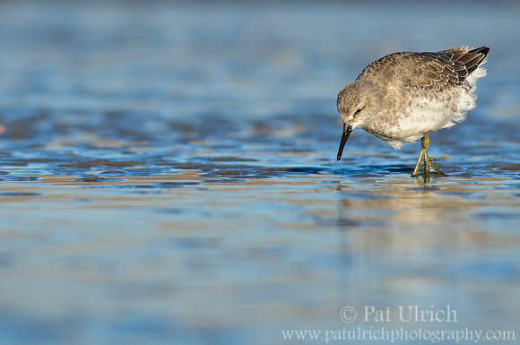 Red knot