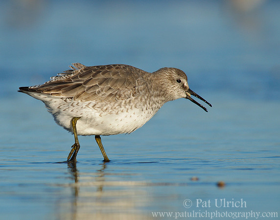 Red knot