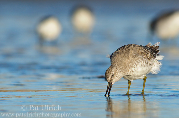 Red knot
