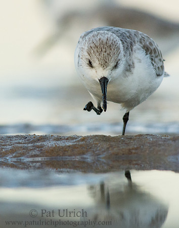 An evening itch