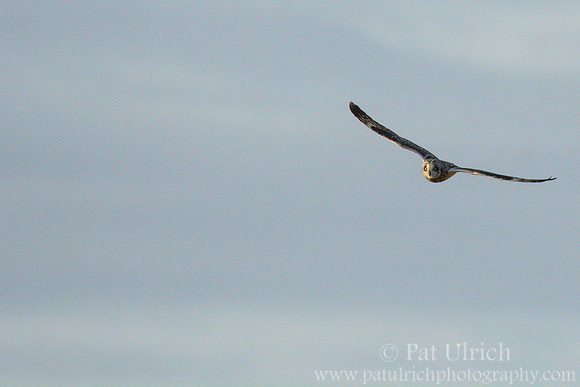 Short-eared owl in Parker River NWR