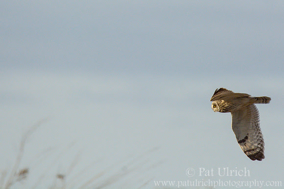Short-eared owl in Parker River NWR