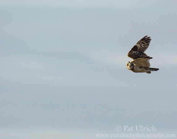 Short-eared owl in Parker River NWR