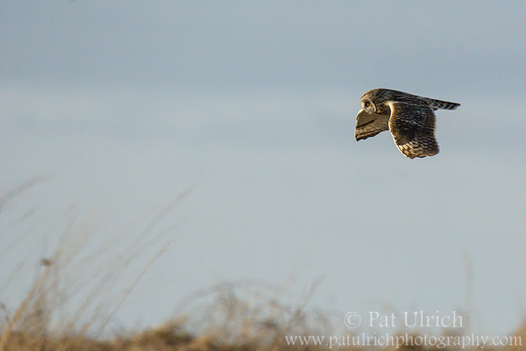 Short-eared owl in Parker River NWR