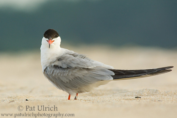 Common tern on the beach