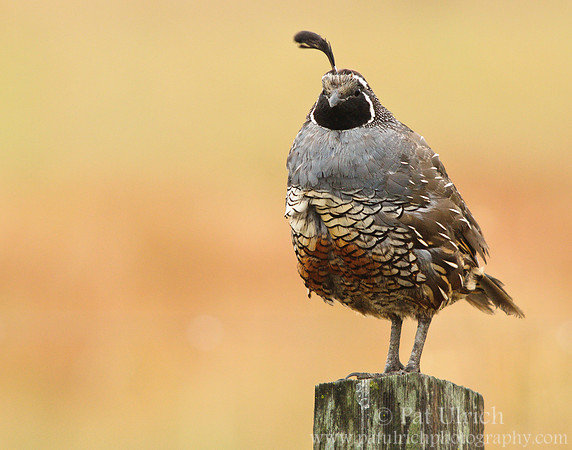 Quail plume pointing left