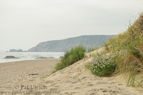 Kehoe Beach with spring flowers
