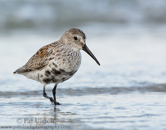 Dunlin poses in the shallows