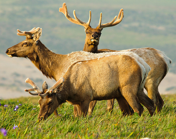 Elk in a row