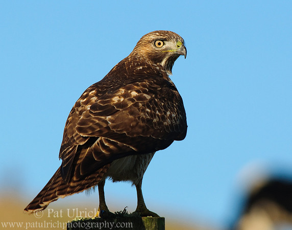 Red-tailed hawk