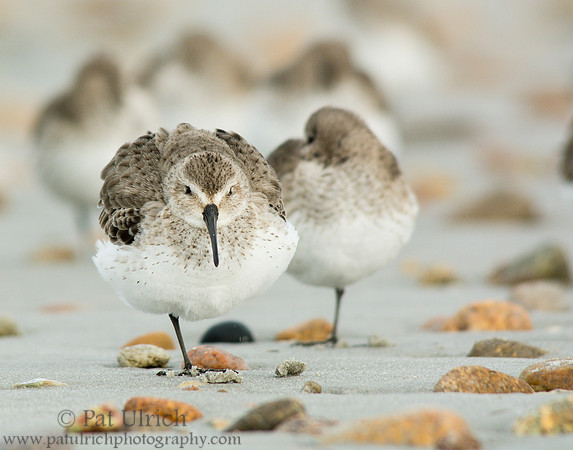 Dunlin fluffing up