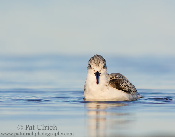 Sanderling swimming with reflection