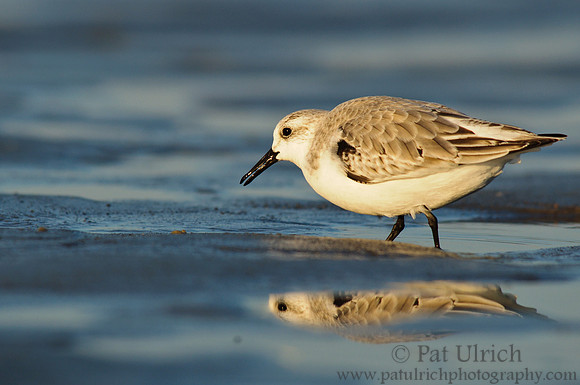 Reflected sanderling