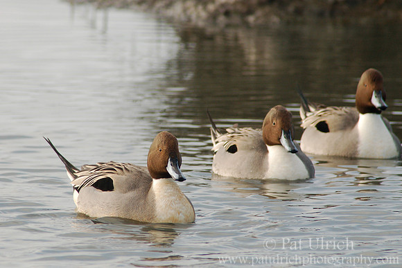 Ducks in a row