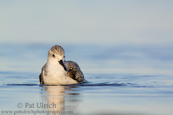Sanderling floating along