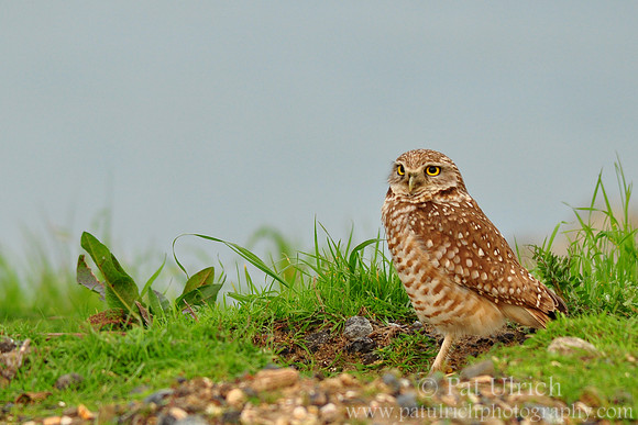 Western burrowing owl