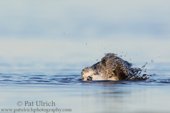 Sanderling takes a bath