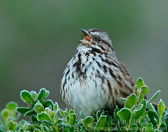 Frosty morning sparrow