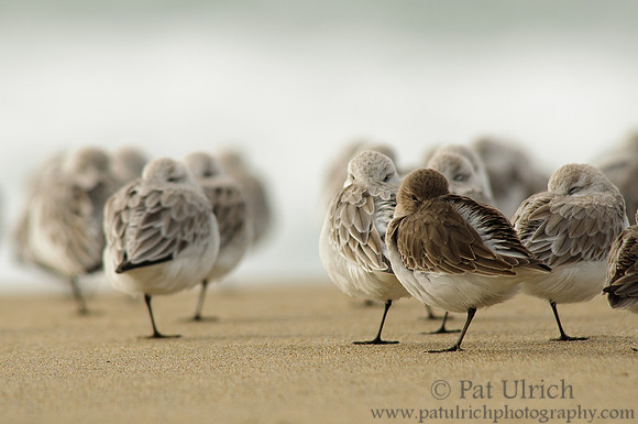 Dunlin and sanderlings at rest