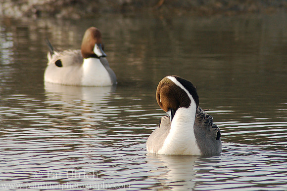 Northern pintail drakes