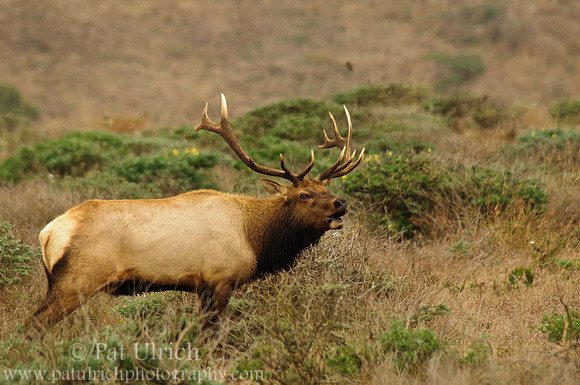 Bugling bull tule elk
