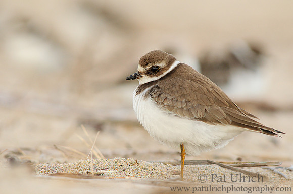 Plover in the crowd