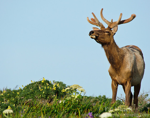 Tule elk along the Tomales Point Trail