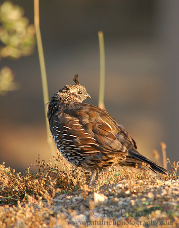 Female quail