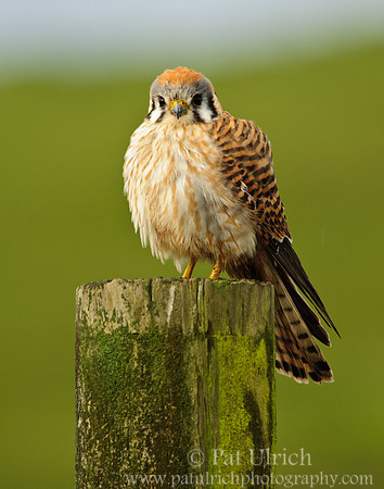 Female kestrel