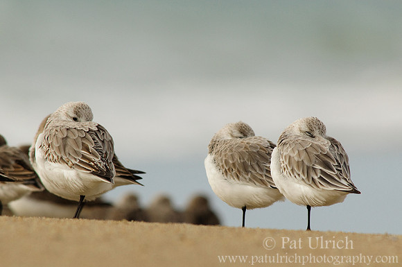 Three sandpipers?