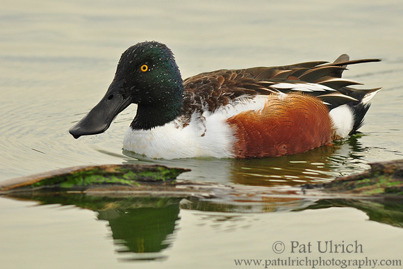 Shoveler drake with water droplets