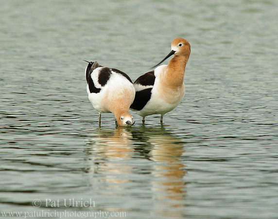 American avocet mating ritual #4