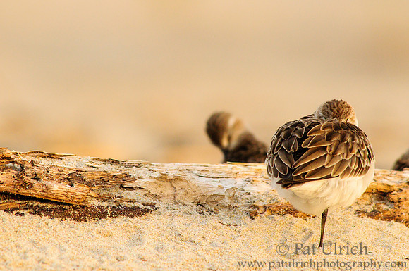 Sandpipers resting and preening