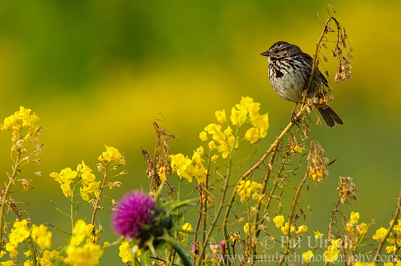 Song sparrow perched among the wildflowers