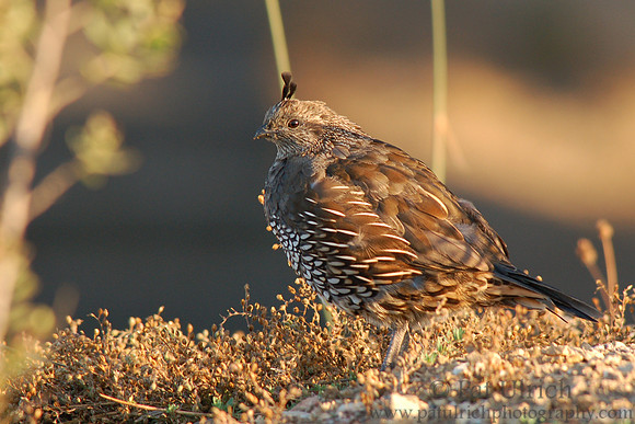 Mrs. Quail