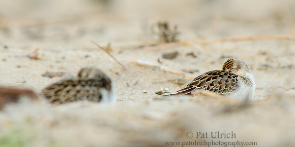 Resting sandpipers