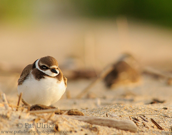 Plover nap