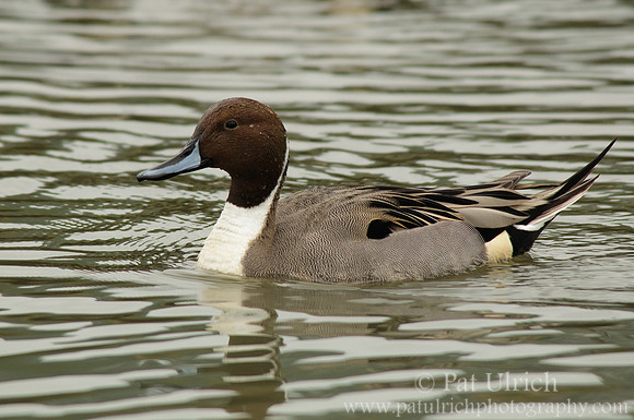 Pintail drake on the water