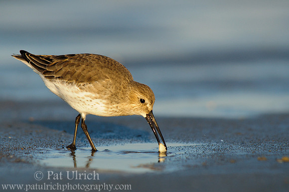 Dunlin clamming