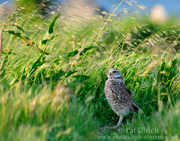 Late light, tall grass 4