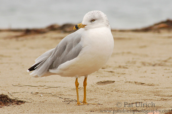 Ring-billed gull