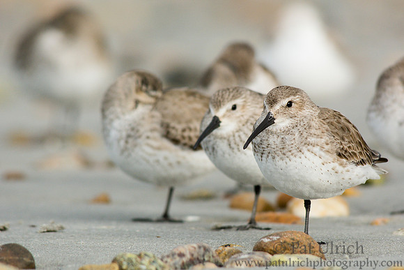Dunlin in a row