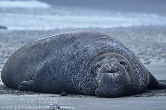 Elephant seal at dusk