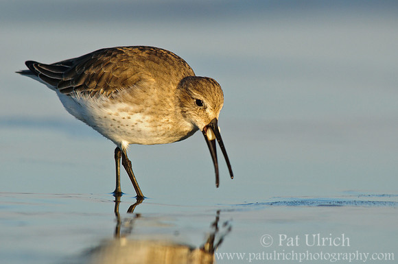 Dunlin swallows prey, Parker River NWR