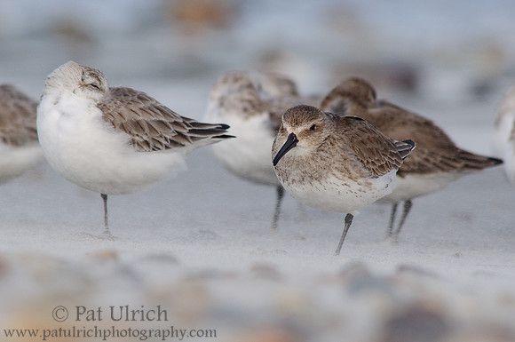 Blowing sand across sandpiper legs