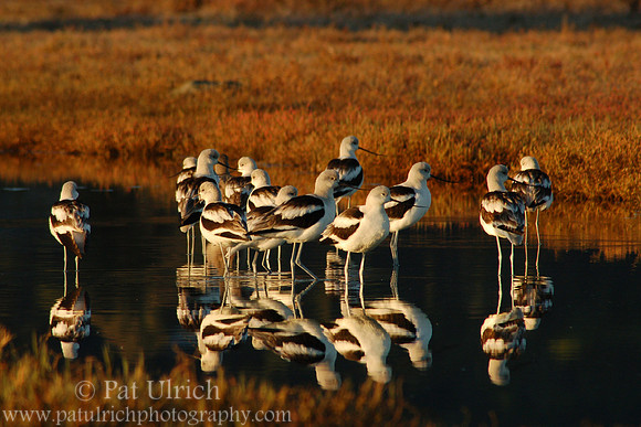 Avocets at sunrise